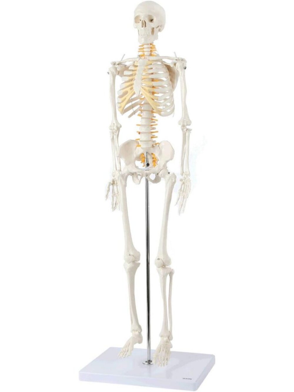 Mini Human Skeleton Model with Metal Stand